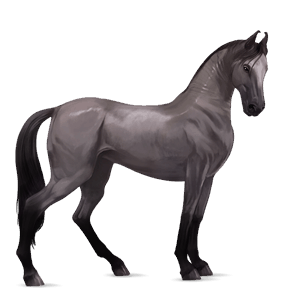 cal de călărit gypsy vanner  sur şoriciu bălțat