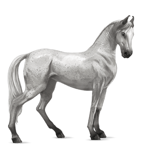 cal de călărit tennessee walker murg