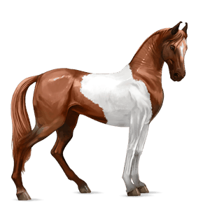 cal de călărit paint horse roib bălţat