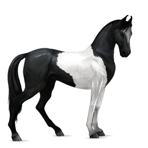 cal de călărit gypsy vanner  sur şoriciu