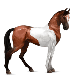 cal de călărit hanoverian pacomira 