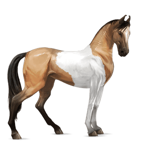 cal de călărit shagya arabian sur