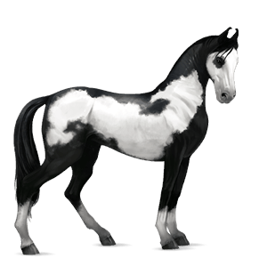cal de călărit paint horse black tovero