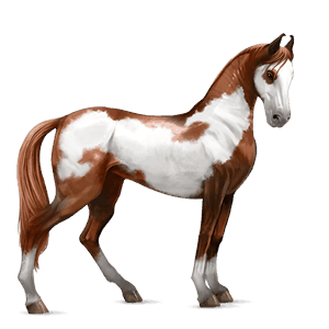 cal de călărit tennessee walker murg