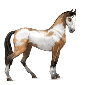 cal de călărit gypsy vanner  isabel