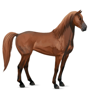 cal de călărit mustang roib