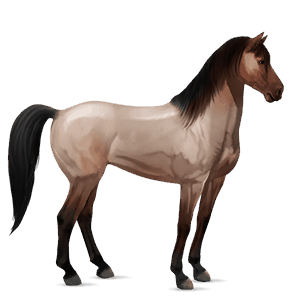 cal de călărit mustang dereş