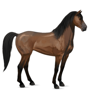cal de călărit mustang murg