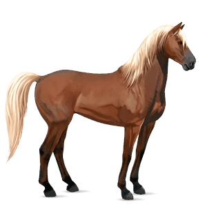 cal de călărit mustang pacomira 