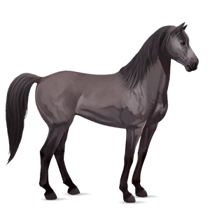 cal de călărit mustang sur şoriciu