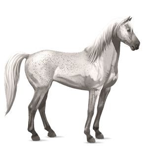 cal de călărit quarter horse pacomira 