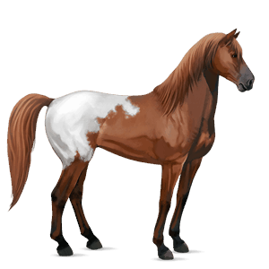 cal de călărit mustang chestnut blanket 