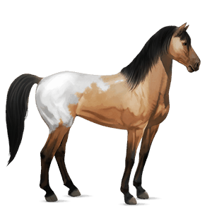 cal de călărit mustang Șarg blanket 