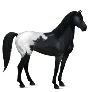 cal de călărit mustang negru