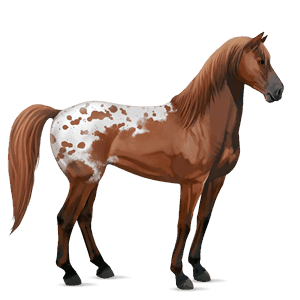 cal de călărit mustang chestnut spotted blanket 