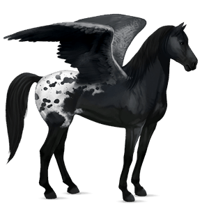 pegas de călărit gypsy vanner  negru