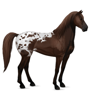 cal de călărit mustang roib închis blanket pătat