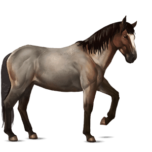 cal de călărit gypsy vanner  sur rotat bălţat