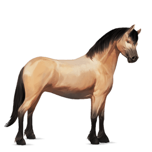 ponei ponei belgian saddle Șarg