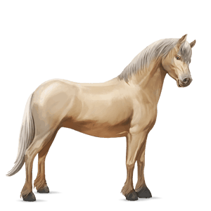 ponei shetland pacomira bălțat