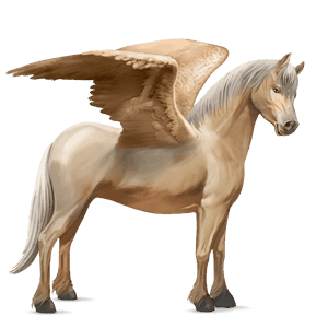 ponei pegas shetland roib