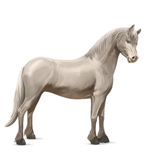 ponei ponei belgian saddle albinos