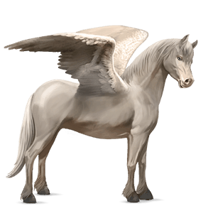 ponei pegas haflinger isabel