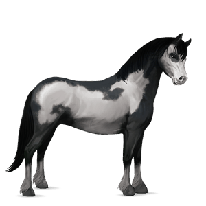 ponei fjord brunblakk