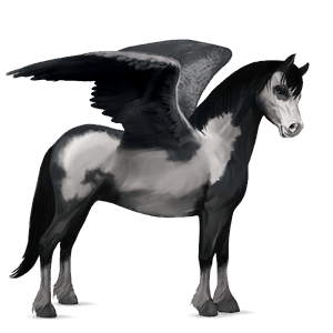 ponei pegas welsh piersiciu