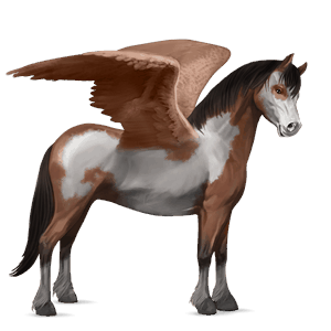 ponei pegas welsh pacomira 