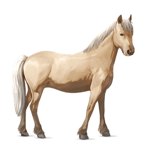 ponei haflinger isabel