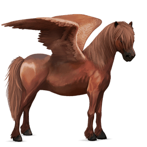 ponei pegas welsh roib
