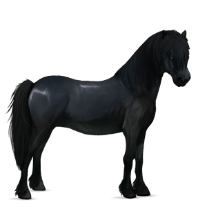 ponei shetland sur