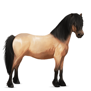 ponei shetland Șarg