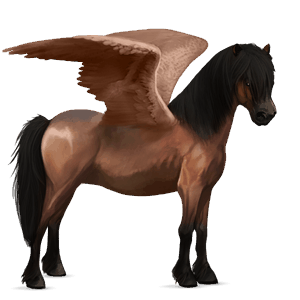 pegas de călărit gypsy vanner  murg bălţat