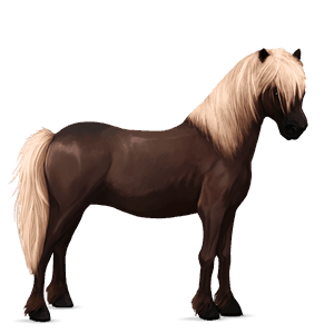 ponei ponei belgian saddle pacomira 