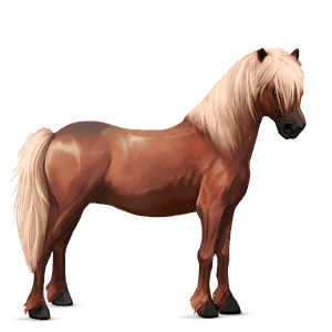 ponei ponei belgian saddle Șarg