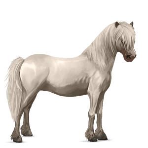 ponei shetland albinos