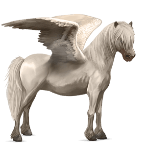 ponei pegas haflinger pacomira 