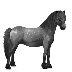 ponei haflinger isabel