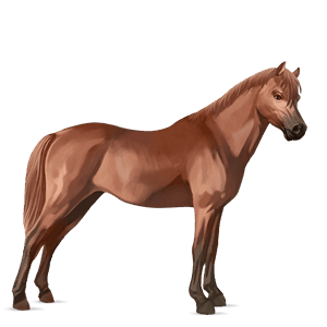 ponei welsh roib