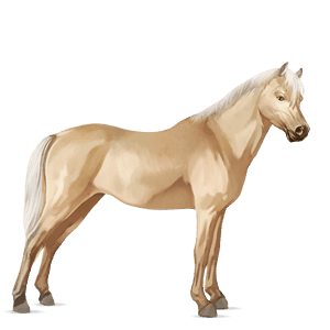 ponei welsh roib