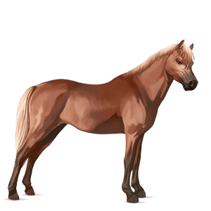 ponei welsh pacomira 