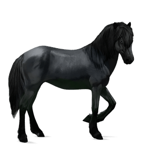 cal de călărit camargue sur