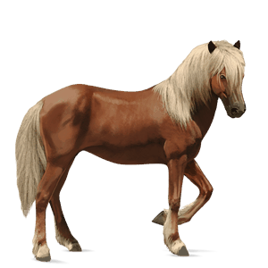 cal de călărit paint horse roib închis bălțat