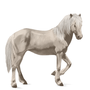 cal de călărit gypsy vanner  roib bălţat