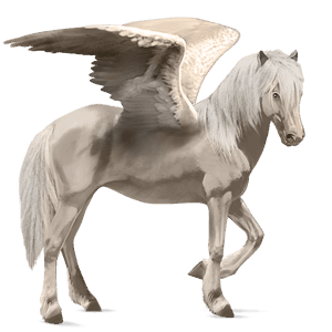 pegas de călărit gypsy vanner  murg