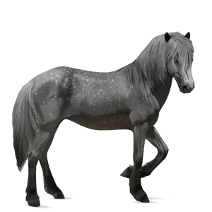 cal de călărit gypsy vanner  negru