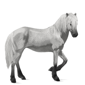 cal de călărit gypsy vanner  negru