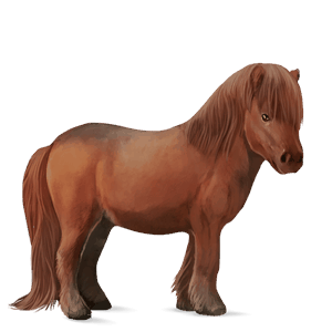 ponei shetland roib